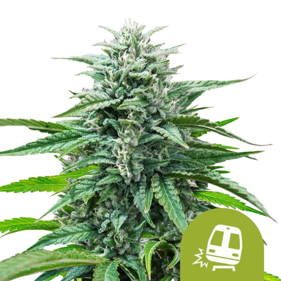 Royal Queen Seeds Trainwreck Auto Semillas de Cannabis Autoflorecientes (Paquete de 3 Semillas)