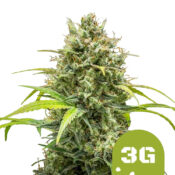 Royal Queen Seeds Triple G Auto Semillas de Cannabis Autoflorecientes (Paquete de 5 Semillas)