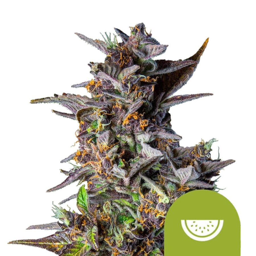 Royal Queen Seeds Watermelon Auto Semillas de Cannabis Autoflorecientes (Paquete de 5 Semillas)