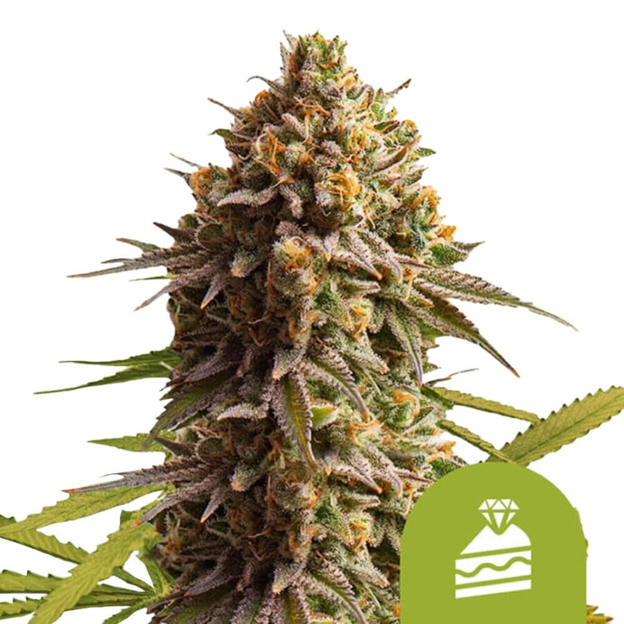 Royal Queen Seeds Wedding Cake Auto Semillas de Cannabis Autoflorecientes (Paquete de 3 Semillas)