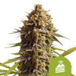 Royal Queen Seeds Wedding Cake Auto Semillas de Cannabis Autoflorecientes (Paquete de 5 Semillas)