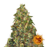 Barney's Farm Amnesia Haze Auto Semillas de Cannabis Autoflorecientes (Paquete de 5 Semillas)