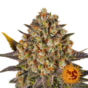 Barney's Farm Banana Punch Semillas de Cannabis Feminizadas (Paquete de 5 Semillas)