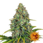 Barney's Farm Blue Cheese Auto Semillas de Cannabis Autoflorecientes (Paquete de 5 Semillas)