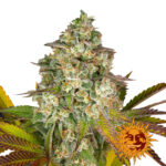 Barney's Farm Cookies Kush Auto Semillas de Cannabis Autoflorecientes (Paquete de 3 Semillas)