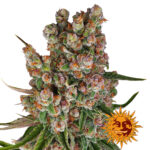 Barney's Farm GMO Auto Semillas de Cannabis Autoflorecientes (Paquete de 3 Semillas)