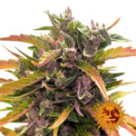 Barney's Farm Gorilla Glue Auto Semillas de Cannabis Autoflorecientes (Paquete de 3 Semillas)