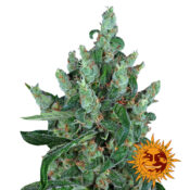 Barney's Farm Laughing Buddha Semillas de Cannabis Feminizadas (Paquete de 5 Semillas)