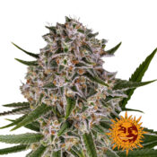 Barney's Farm Lemon Haze Auto Semillas de Cannabis Autoflorecientes (Paquete de 3 Semillas)