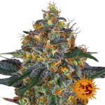 Barney's Farm Moby Dick Auto Semillas de Cannabis Autoflorecientes (Paquete de 3 Semillas)