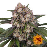 Barney's Farm OG Kush Auto Semillas de Cannabis Autoflorecientes (Paquete de 3 Semillas)