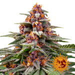 Barney's Farm Runtz Auto Semillas de Cannabis Autoflorecientes (Paquete de 3 Semillas)