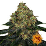 Barney's Farm Skywalker OG Auto Semillas de Cannabis Autoflorecientes (Paquete de 3 Semillas)