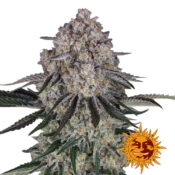 Barney's Farm Sour Diesel Auto Semillas de Cannabis Autoflorecientes (Paquete de 3 Semillas)