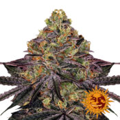 Barney's Farm Watermelon Zkittlez Semillas de Cannabis Feminizadas (Paquete de 3 Semillas)