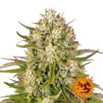 Barney's Farm Wedding Cake Auto Semillas de Cannabis Autoflorecientes (Paquete de 3 Semillas)