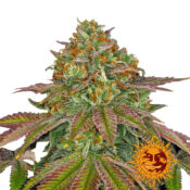 Barney's Farm Wedding Cake Semillas de Cannabis Feminizadas (Paquete de 3 Semillas)