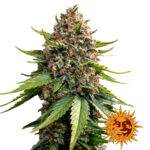 Barney's Farm White Widow XXL Auto Semillas de Cannabis Autoflorecientes (Paquete de 3 Semillas)