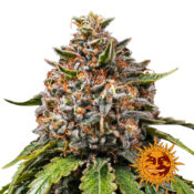 Barney's Farm White Widow XXL Semillas de Cannabis Feminizadas (Paquete de 3 Semillas)