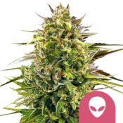 Royal Queen Seeds Alien OG Semillas de Cannabis Feminizadas (Paquete de 5 Semillas)