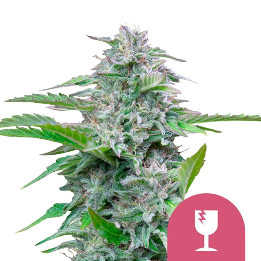 Royal Queen Seeds Critical Semillas de Cannabis Feminizadas (Paquete de 3 Semillas)