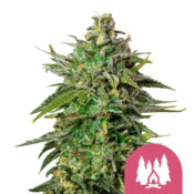 Royal Queen Seeds Larry OG Semillas de Cannabis Feminizadas (Paquete de 3 Semillas)