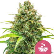 Royal Queen Seeds Lemon Skunk Semillas de Cannabis Feminizadas (Paquete de 3 Semillas)