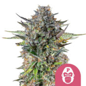 Royal Queen Seeds Pink Gorilla Semillas de Cannabis Feminizadas (Paquete de 3 Semillas)