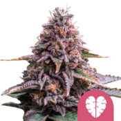 Royal Queen Seeds Pink Minst Semillas de Cannabis Feminizadas (Paquete de 3 Semillas)