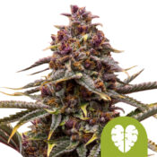 Royal Queen Seeds Pink Mist Auto Semillas de Cannabis Autoflorecientes (Paquete de 3 Semillas)