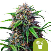 Royal Queen Seeds Purple Lemonade Auto Semillas de Cannabis Autoflorecientes (Paquete de 3 Semillas)