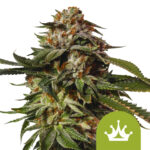 Royal Queen Seeds Special Queen 1 Auto Semillas de Cannabis Autoflorecientes (Paquete de 3 Semillas)