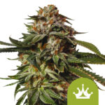 Royal Queen Seeds Special Queen 1 Auto Semillas de Cannabis Autoflorecientes (Paquete de 5 Semillas)