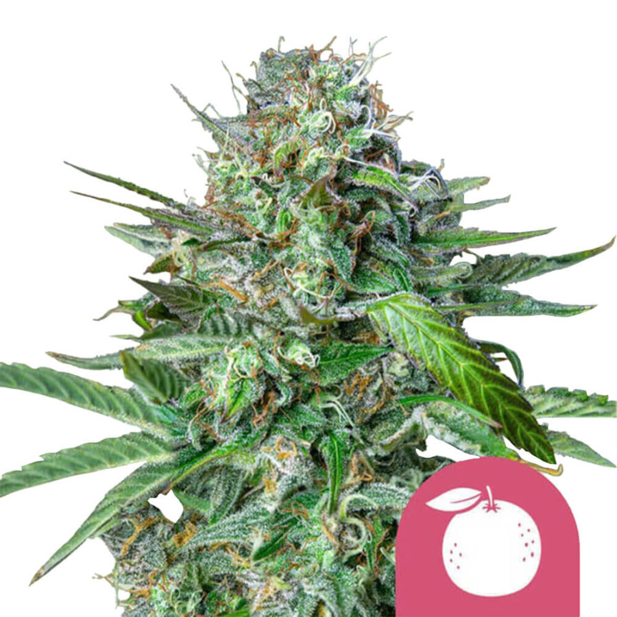 Royal Queen Seeds Tangie Semillas de Cannabis Feminizadas (Paquete de 3 Semillas)