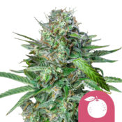 Royal Queen Seeds Tangie Semillas de Cannabis Feminizadas (Paquete de 5 Semillas)