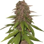 Fast Buds - C4 Automatic (5semillas/paquete) X5Lu x2Q