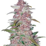 Fast Buds - Blackberry Automatic (5semillas/paquete) n2DbQJDg 1