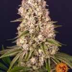 Barney's Farm Tropicanna Banana (paquete de 5 semillas) tropicanna banana circle new 12 0641481