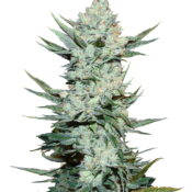 Fast Buds Tangie'Matic (3 Semillas/Paquete)