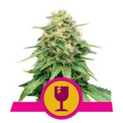 Royal Queen Seeds Critical Semillas de Cannabis Feminizadas (Paquete de 5 Semillas)