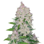 Fast Buds Stardawg Automatic (3 Semillas/Paquete)