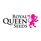 Royal Queen Seeds Stress Killer Automatic CBD Semillas de Cannabis (Paquete de 3 Semillas)