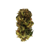 Royal Queen Seeds Royal Kush Auto Semillas de Cannabis Autofloreciente (Paquete de 3 Semillas)