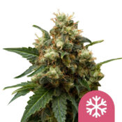 Royal Queen Seeds ICE Semillas de Cannabis Feminizadas (Paquete de 3 Semillas)