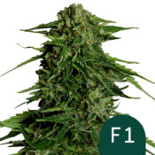 Royal Queen Seeds Epsilon F1 Semillas de Cannabis Autoflorecientes (Paquete de 3 Semillas)