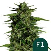 Royal Queen Seeds Hyperion F1 Semillas de Cannabis Autoflorecientes (Paquete de 3 Semillas)