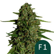 Royal Queen Seeds Medusa F1 Semillas de Cannabis Autoflorecientes (Paquete de 5 Semillas)